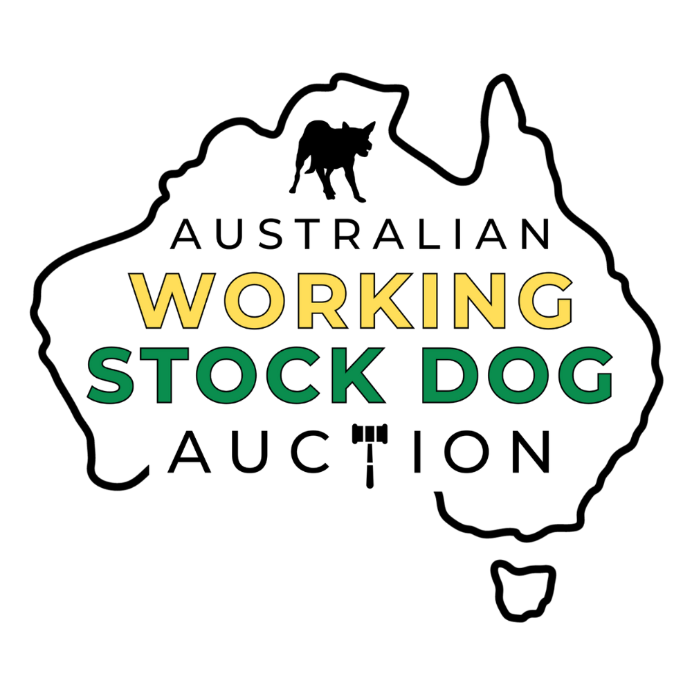 Australian Working Stock Dog Online Auction